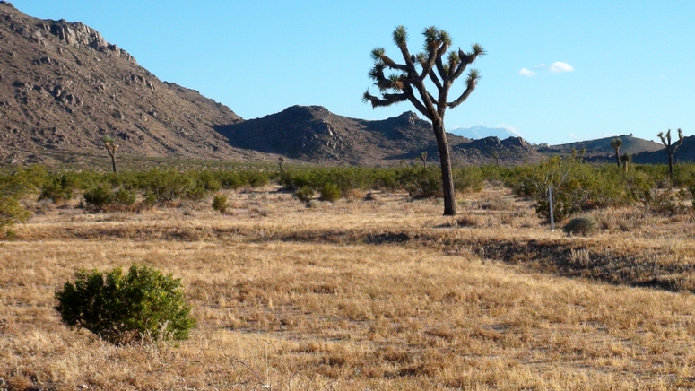 Juniper Road