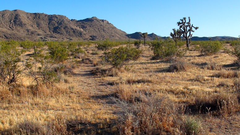 Juniper Road