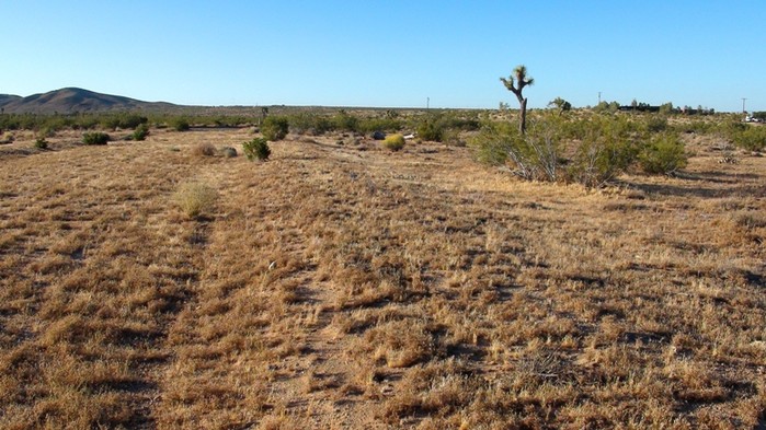 Juniper Road