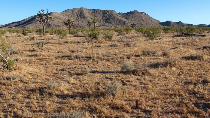 Juniper Road