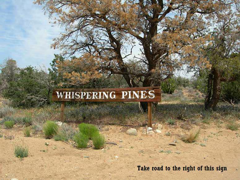 Whispering Pines #2