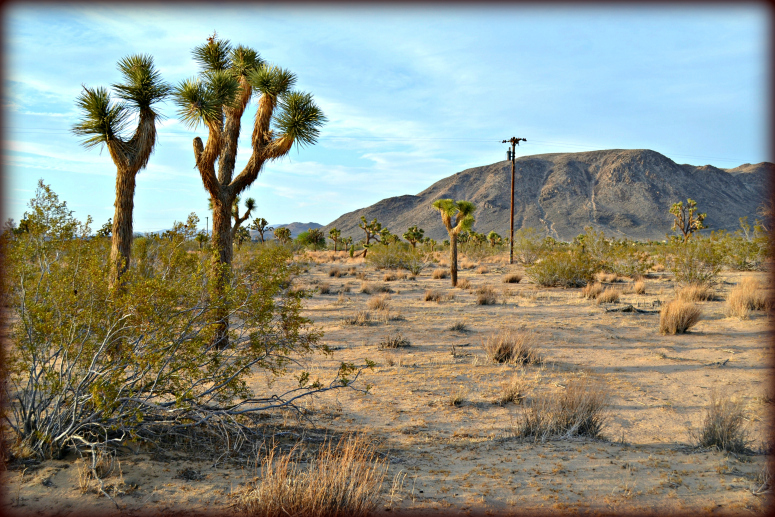 Landers Residential Land