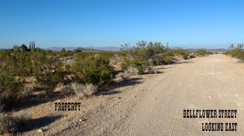 Bellflower Street