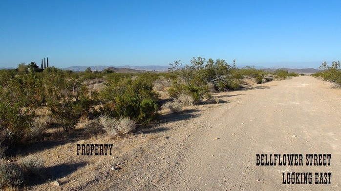Bellflower Street