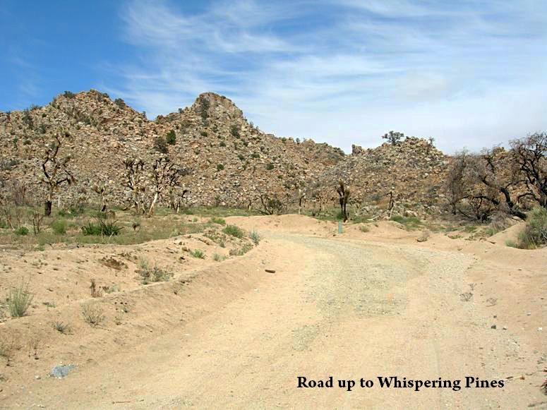 Whispering Pines