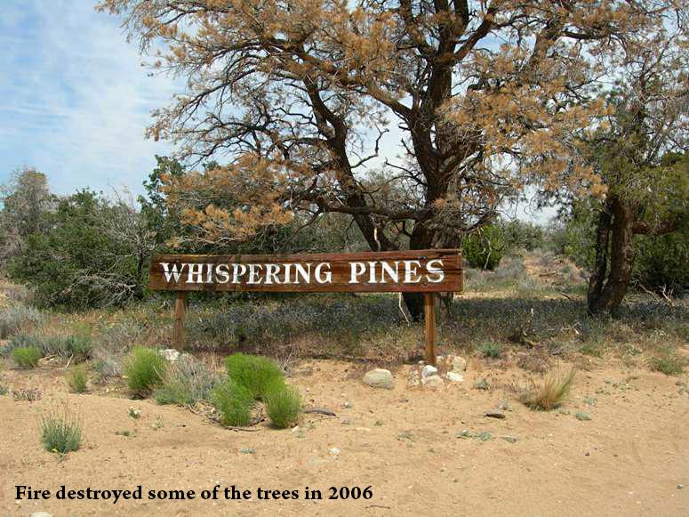 Whispering Pines