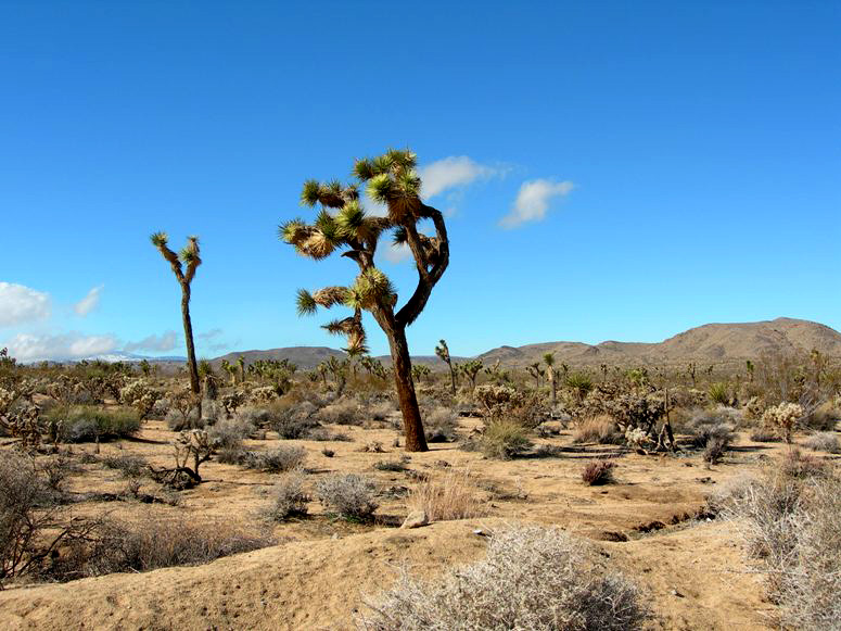 Joshua Tree Acreage for Sale