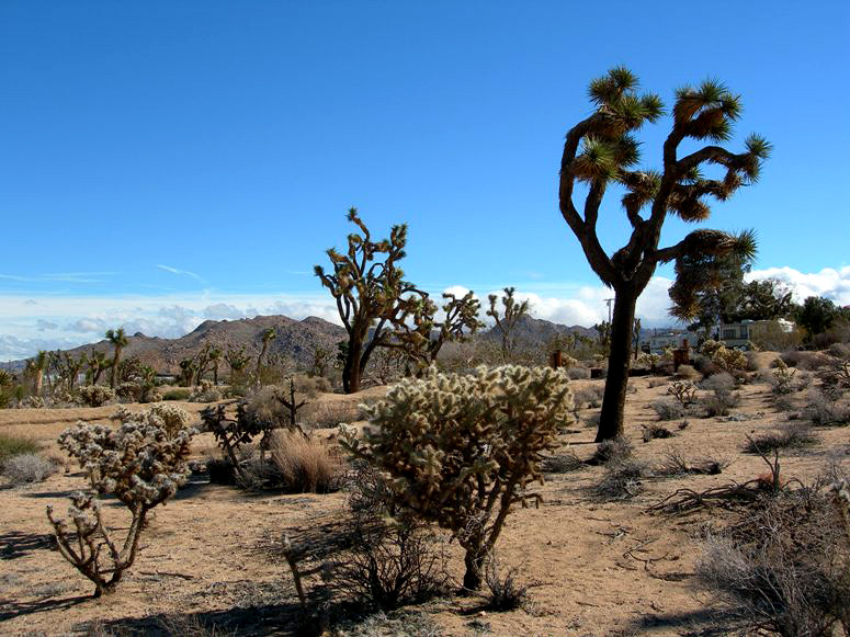 Saddleback Road