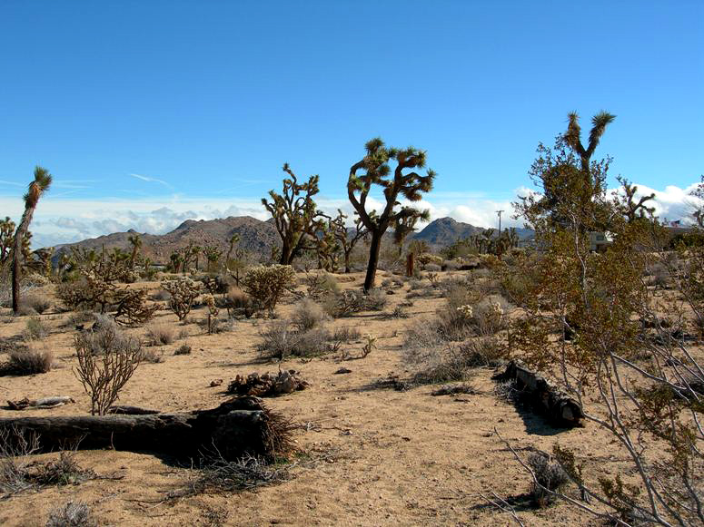 Saddleback Road