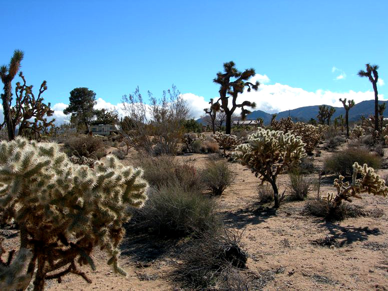 Saddleback Road