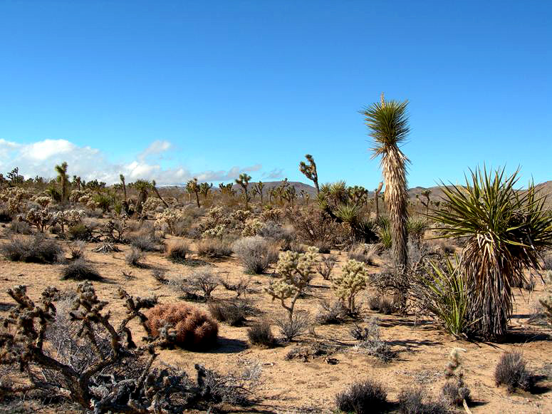 Saddleback Road