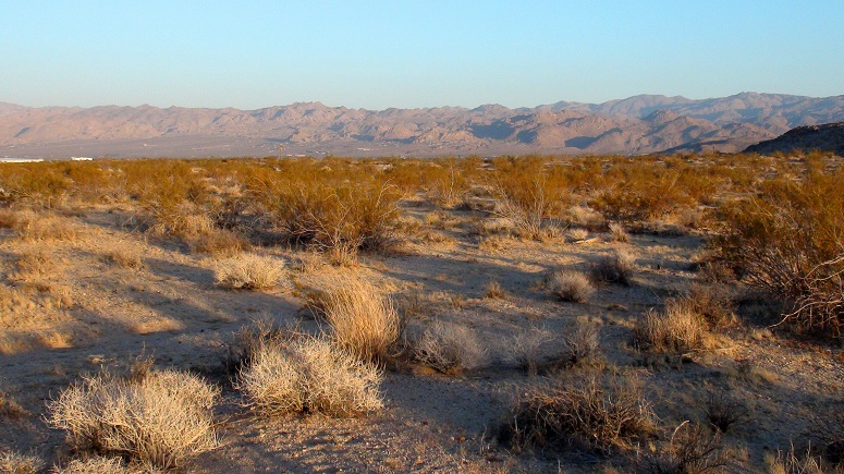 Joshua Tree Acreage