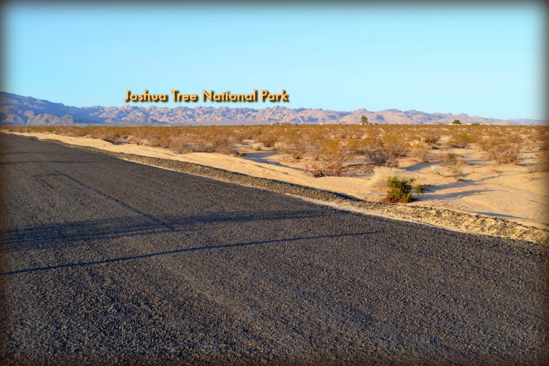 Desert Flower Avenue