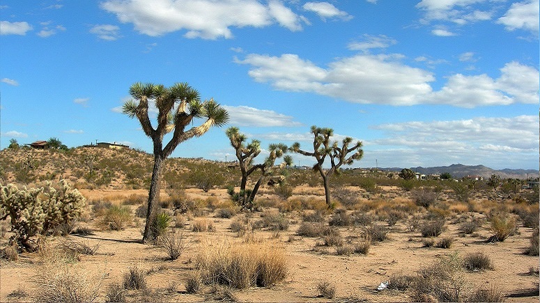 Yucca Valley Vacant Building Lot For Sale