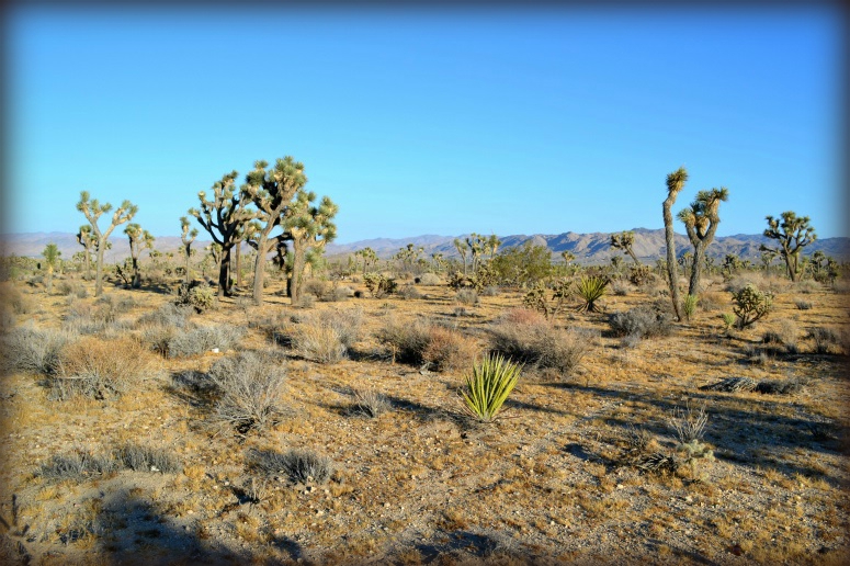 Yucca Valley Vacant Building Lot For Sale