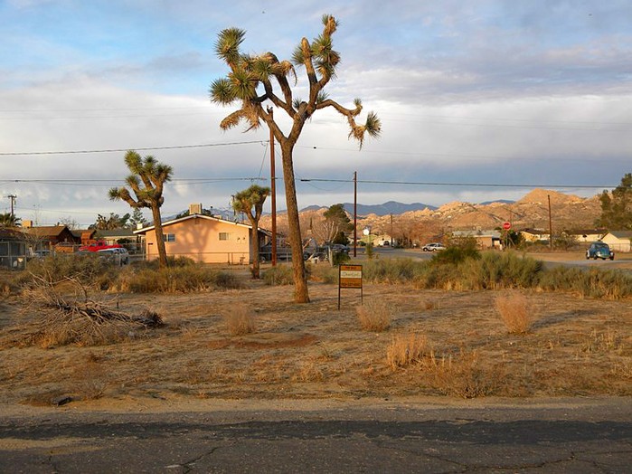 Ronald Avenue