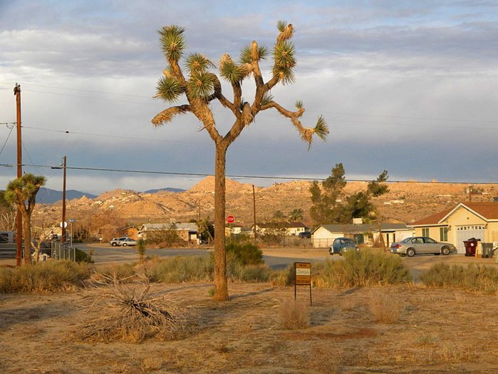 Ronald Avenue