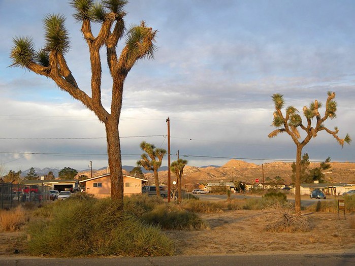 Ronald Avenue