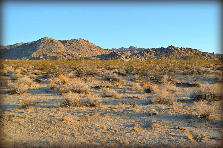 Joshua Tree Pristine Land