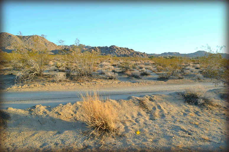 Cottonwood Drive
