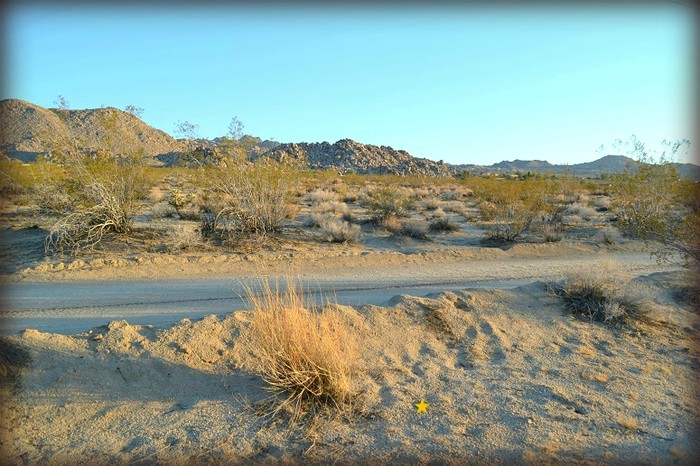 Cottonwood Drive