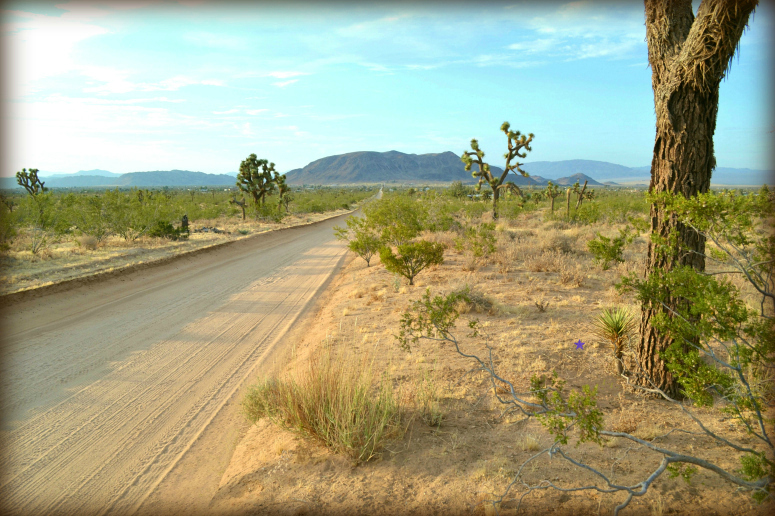 Yucca Mesa Road