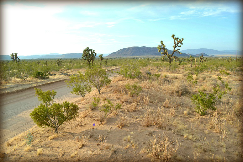 Yucca Mesa Road
