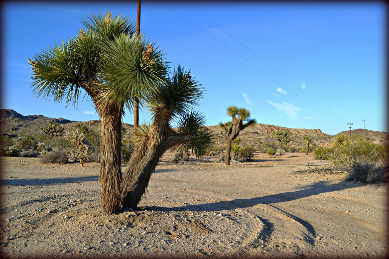 Joshua Tree Residential Acreage