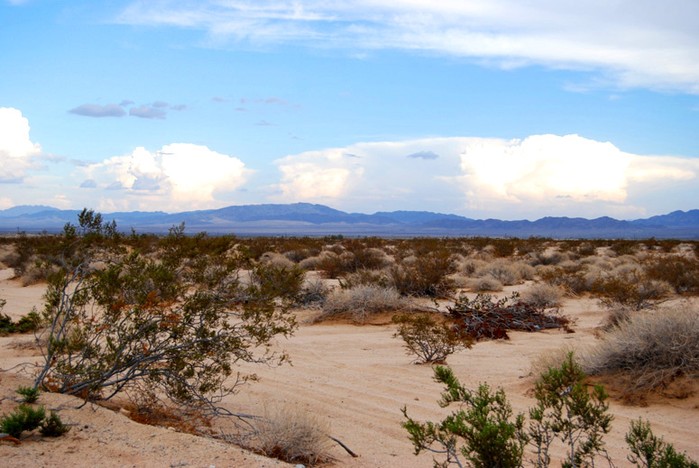 Amboy Road