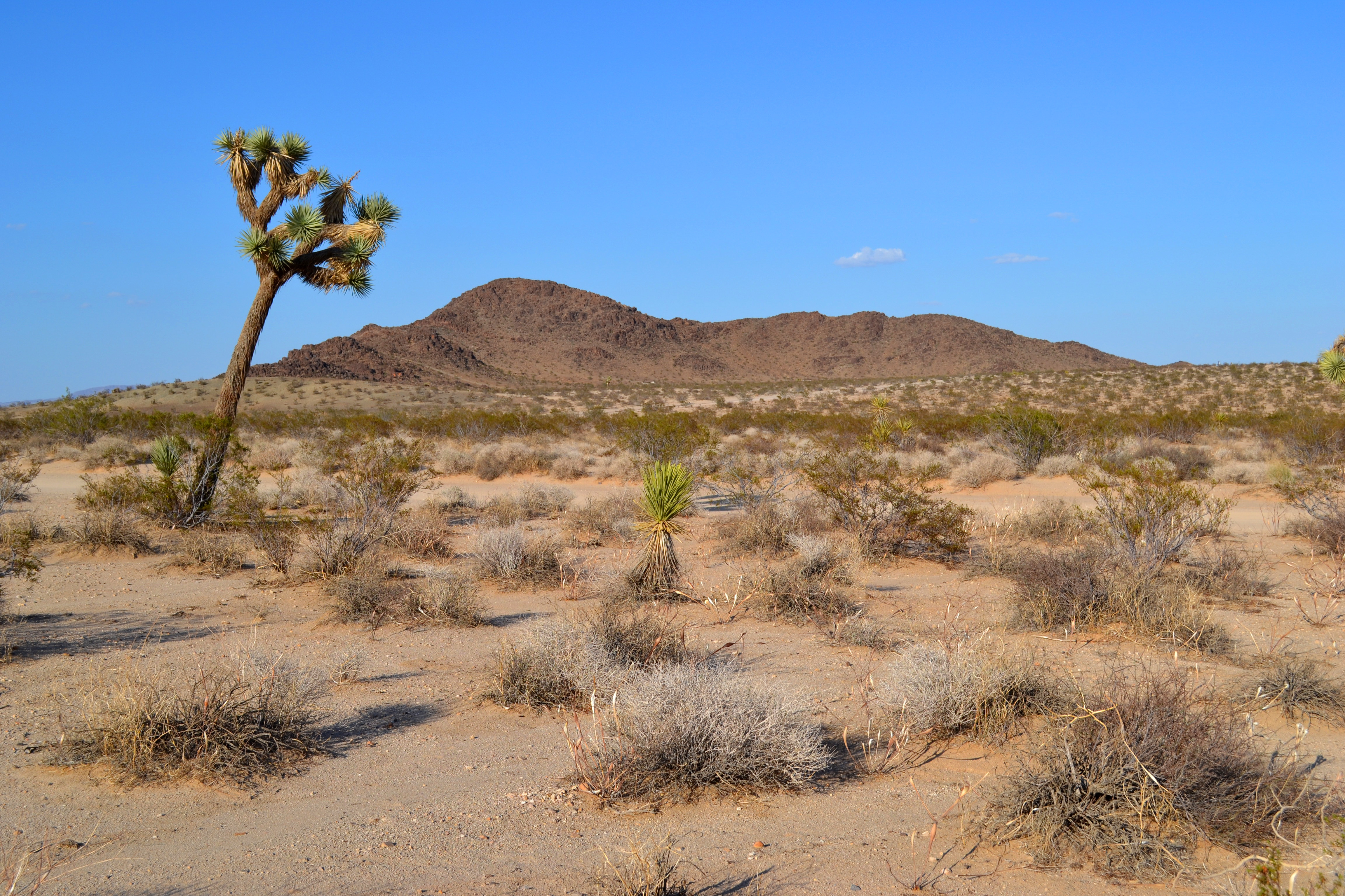 Joshua Tree vacant building lot For Sale