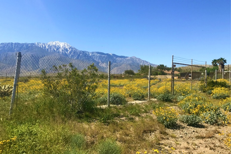Desert Hot Springs Acreage