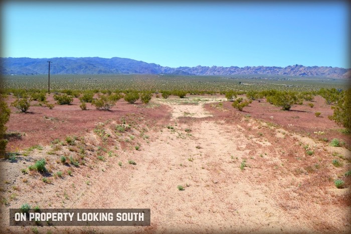Amboy Road