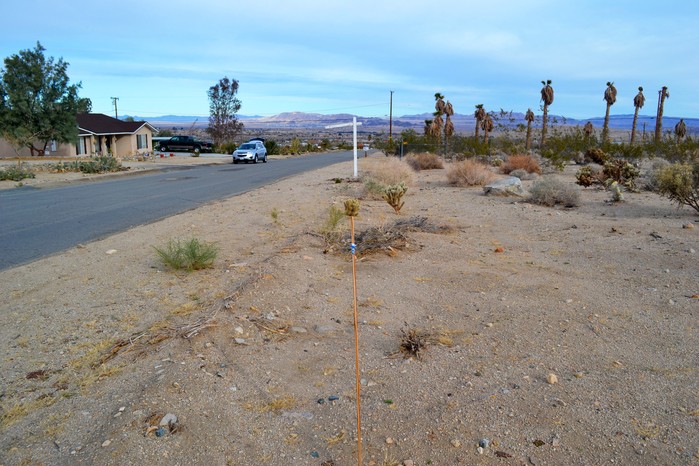 North Star Avenue