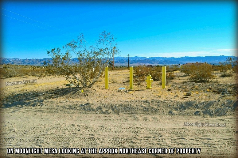 Neptune Avenue