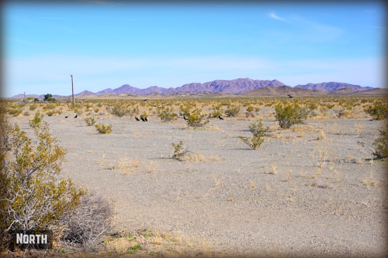 Blisterback Road
