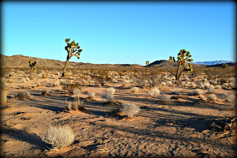 Yucca Valley Land For Sale