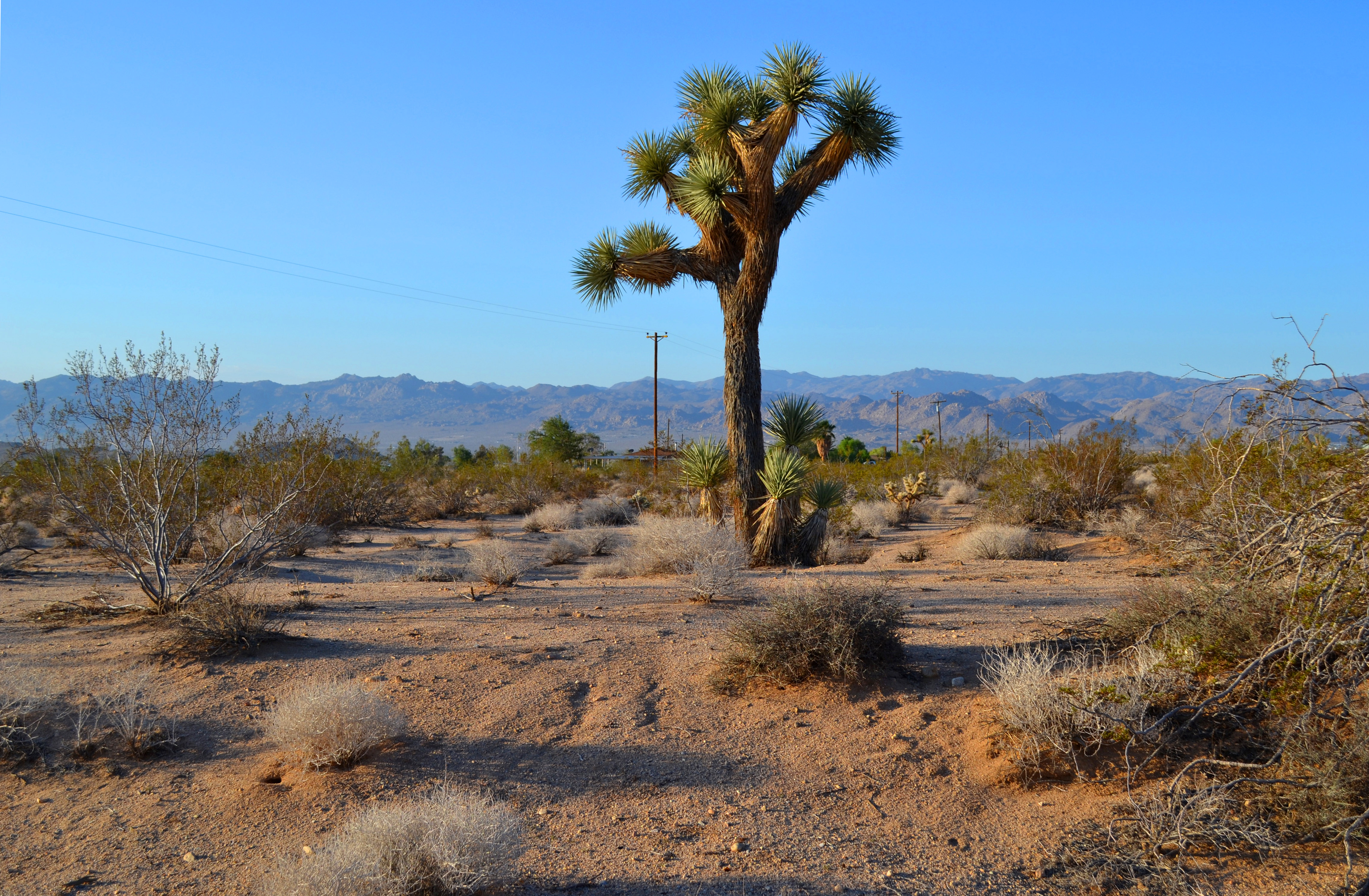 Joshua Tree Vacant Building Lot For Sale