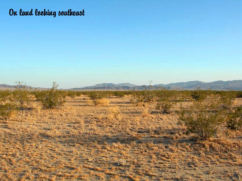 Amboy Road #5