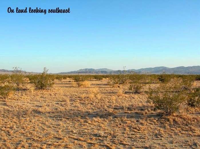 Amboy Road #5